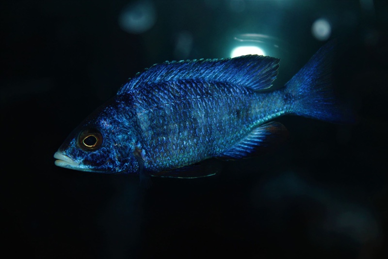 Placidochromis phenochilus 'Mdoka Reef'